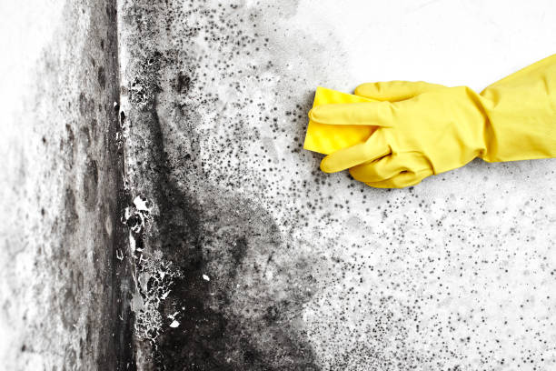 Best Mold Testing and Removal  in Joseph City, AZ