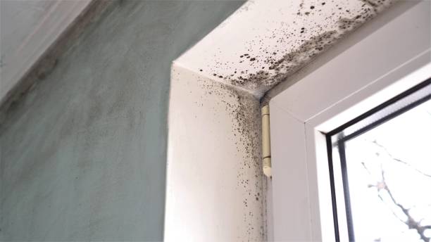Best Crawl Space Mold Removal  in Joseph City, AZ