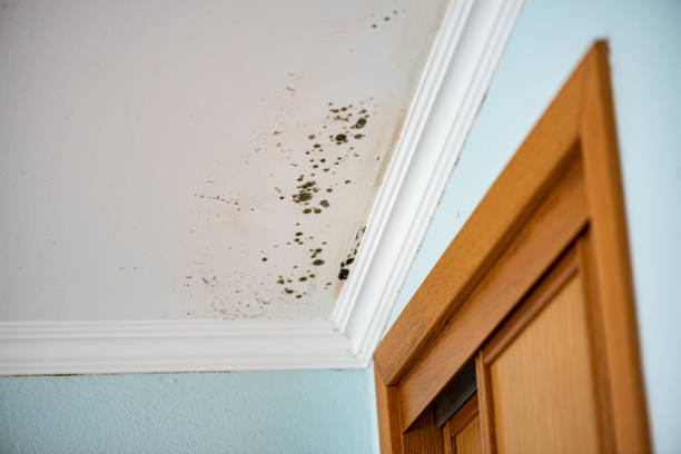 Mold Testing and Removal in Joseph City, AZ