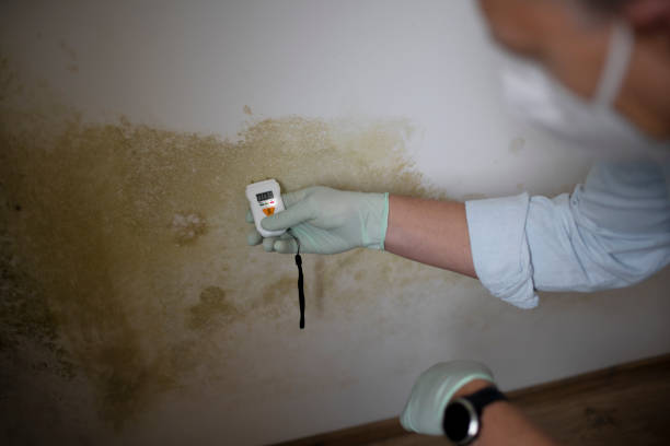 Best Best Mold Removal Companies  in Joseph City, AZ