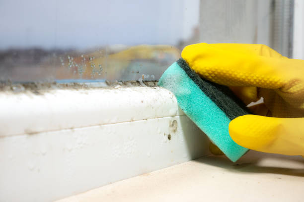 Best Mold Removal Company Near Me  in Joseph City, AZ