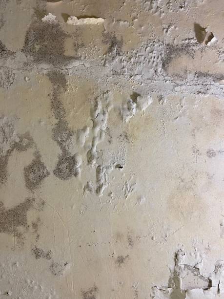 Office Mold Removal Services in Joseph City, AZ