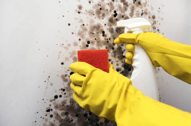 Best Black Mold Removal  in Joseph City, AZ