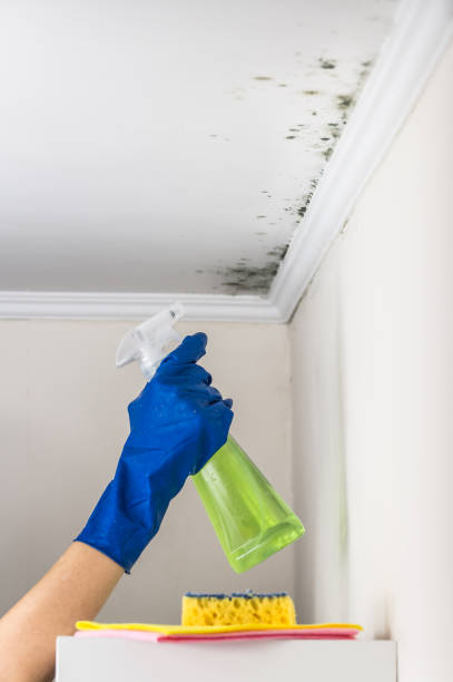 Best Mold Cleaning Services  in Joseph City, AZ